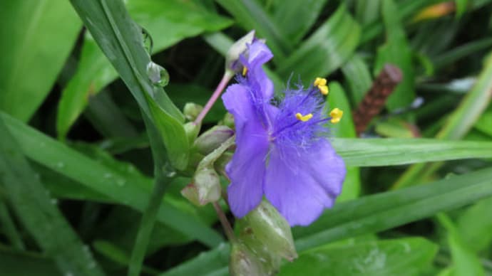 Common-spider-wort