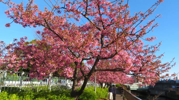 東京・木場の河津桜～都立木場公園東側を流れる「大横川」沿いの散歩道～