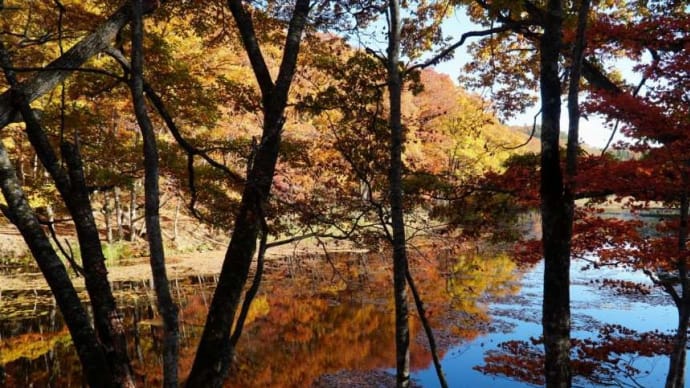 2023矢の原湿原　紅葉