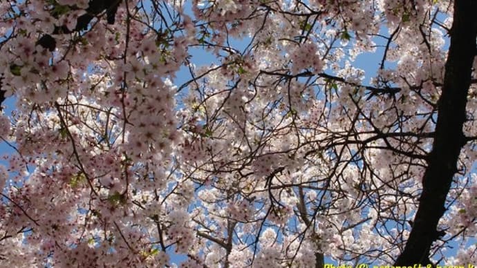 2020年、意賀美神社の桜、新滝の池の桜、咲いてました