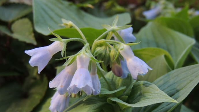 ゴールデンウィークの花はブルーにイエロー