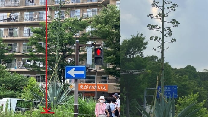 奇跡の花が咲きそう🏵️