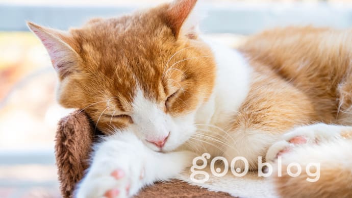 くつろぐ猫に絡んだら返り討ちにあった YouTube