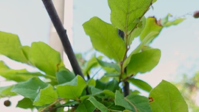 ナツハゼ(夏櫨)・ハキダメギク(掃溜菊)・キバラヘリカメムシ・ホシヒメホウジャク・ツゲノメイガ・ショウリョウバッタ・俳句鑑賞