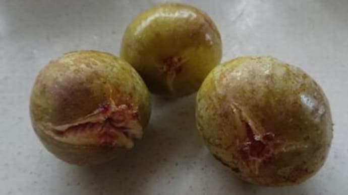 片付け料理ばかりだけれど