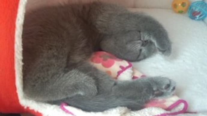 おにゃか 見せます =^_^=