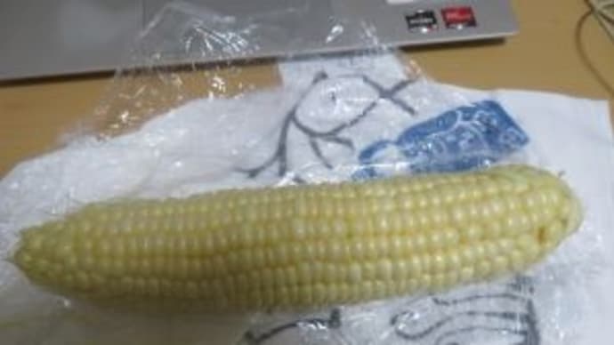 札幌にいます(16日目)白いトウモロコシ