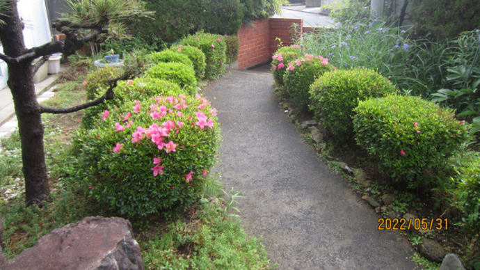 我が家の庭を飾る花