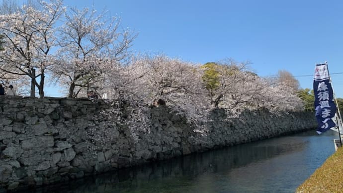 桜咲く季節🌸