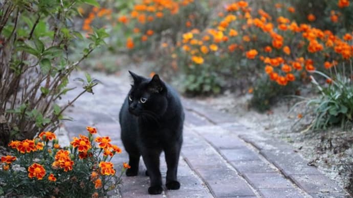 黒猫の庭～晩秋の紅葉など～