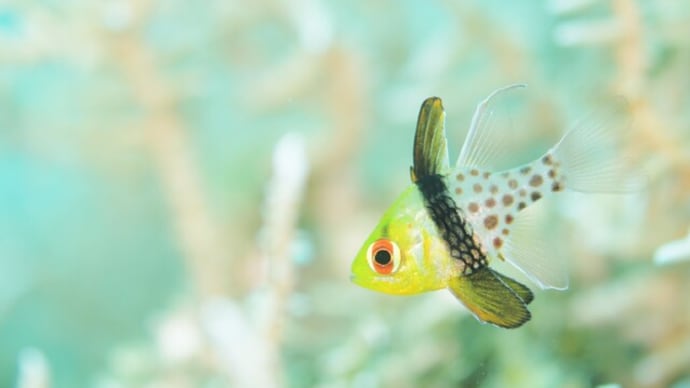 旬の魚や生き物に愛情込めて、、4月末の海!!☆