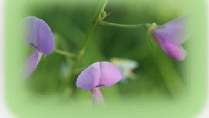 10 / 12 めぐり。。。散歩道の花 (18)
