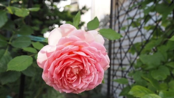 ７月５日の庭＜女王殿下のバラ＞