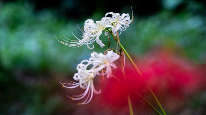 白花曼珠沙華