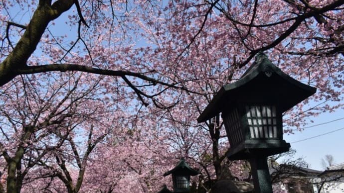 密蔵院の安行桜