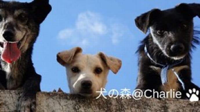 犬の気持ちを汲んであげてますか?