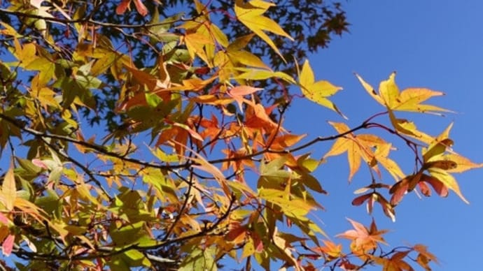 山口盆地紅葉前線その2