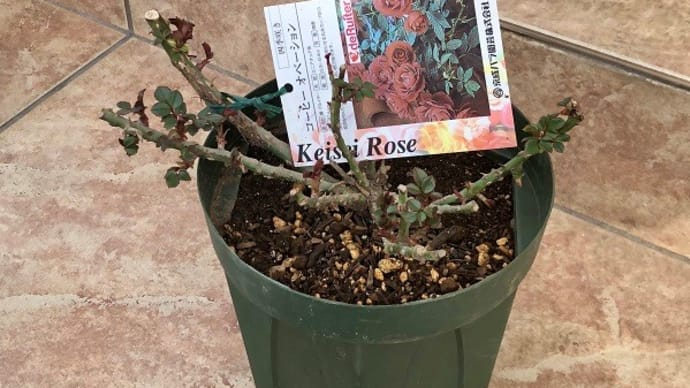 バラの植え付けと、