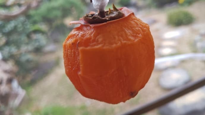干し柿作り〜4日目〜