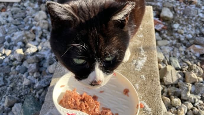🐈⬛地域猫ナナを送る歌《その3》