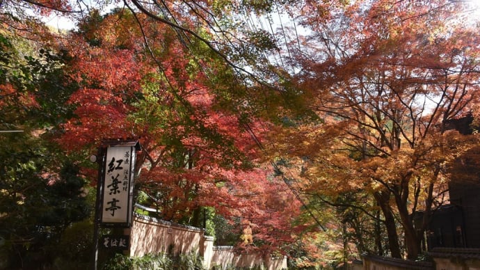 もみじ狩り 神奈川県足柄下郡湯河原町 奥湯河原(2)紅葉亭周りのもみじ