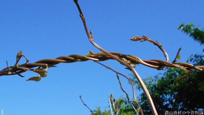 <我が家の菜園434> ナガイモ 巻きつき支え合う