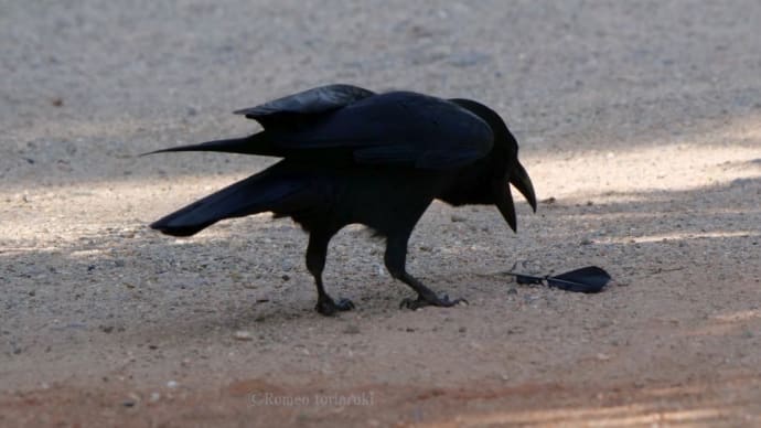 お宝見つけた!カラスさん