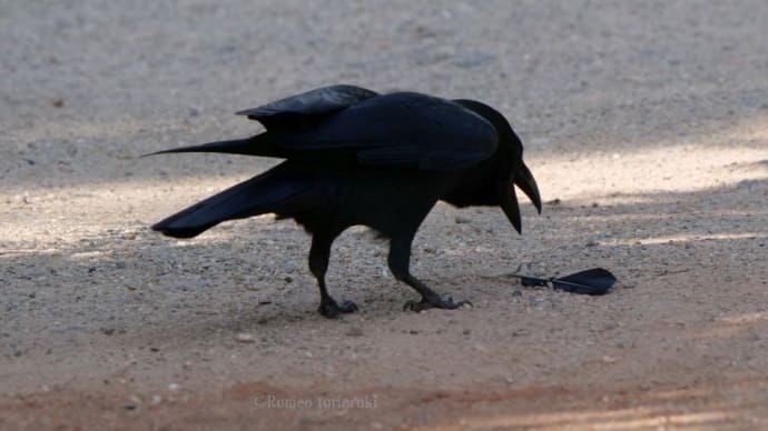 お宝見つけた！カラスさん