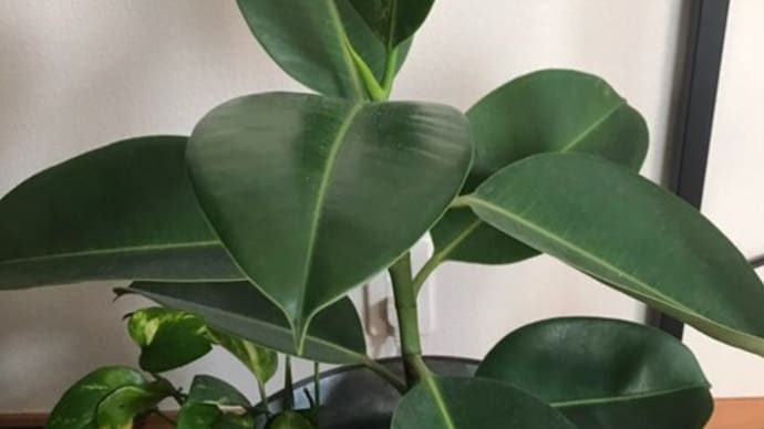 観葉植物