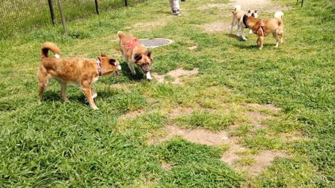 春の犬連れキャンプ