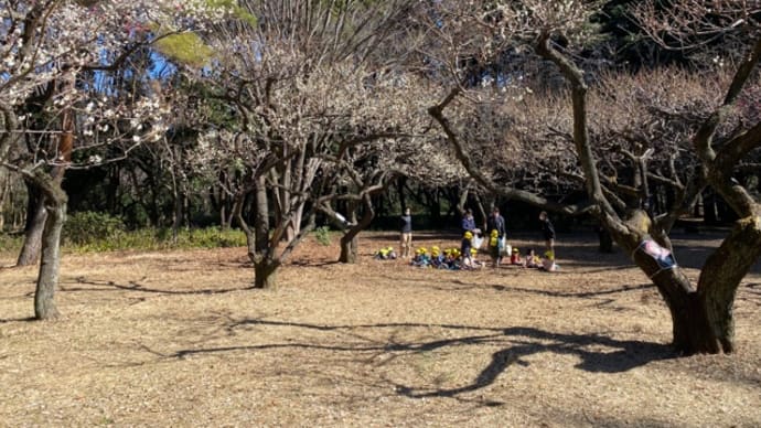 梅が咲きました。　光が丘公園　練馬区　東京