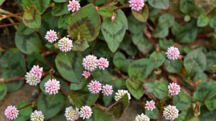 我が家の庭の小さな花たち(その四、姫蔓蕎麦)