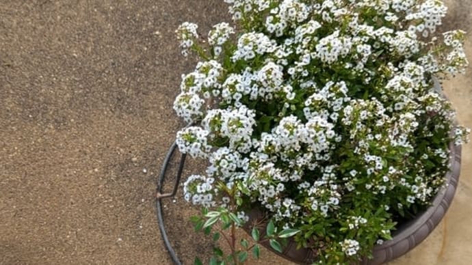 花も実もある??、、、庭で