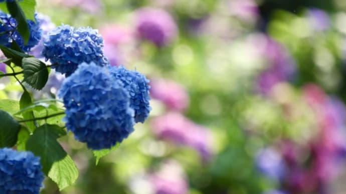 紫陽花が咲き誇る大仏公園