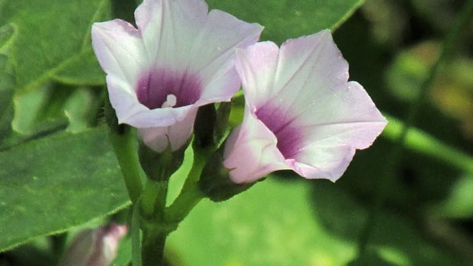 鹿部山周辺の花