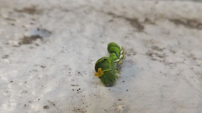 おーあなた私のお友達・・・ではないようだ