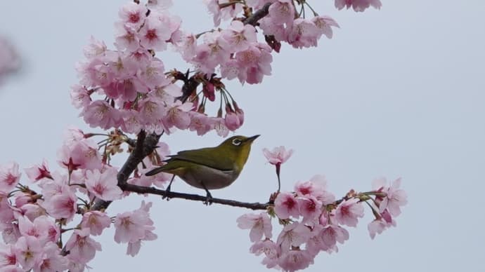 メジロ ~山桜のなかに~