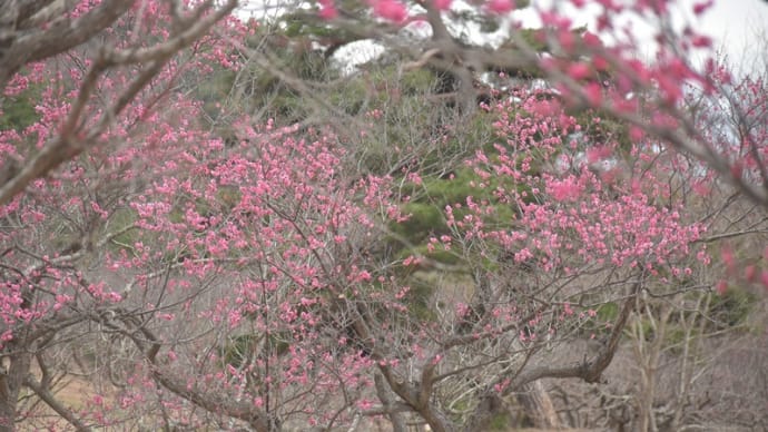 紅梅は2分咲き 白梅は減少