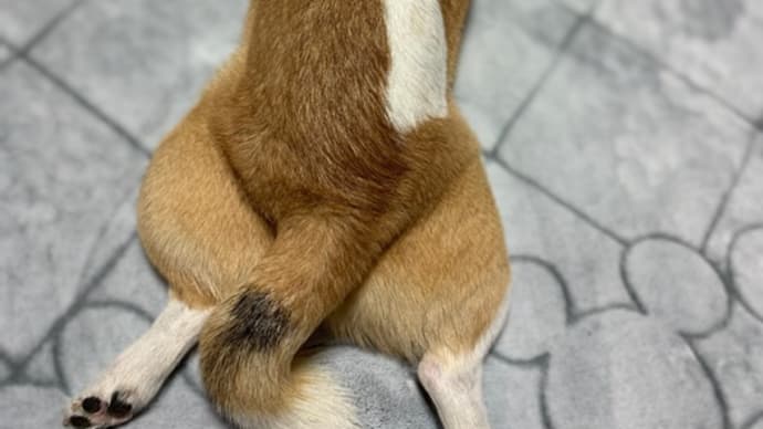 うんPキャッチャー