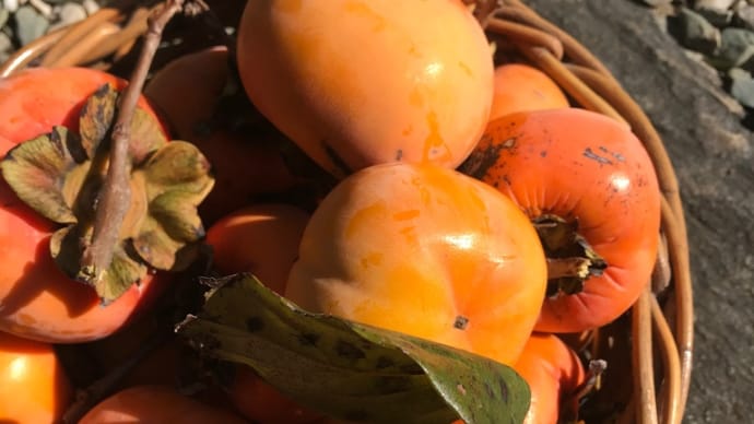 柿の収穫と暖房準備…上州名物鳥めしで、もうすぐ年末かい⁉️