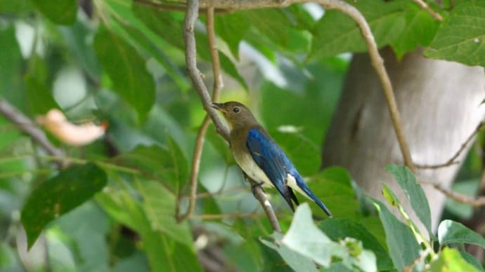 オオルリ若鳥