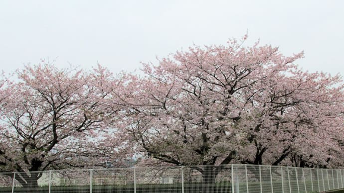 サンコスモの桜