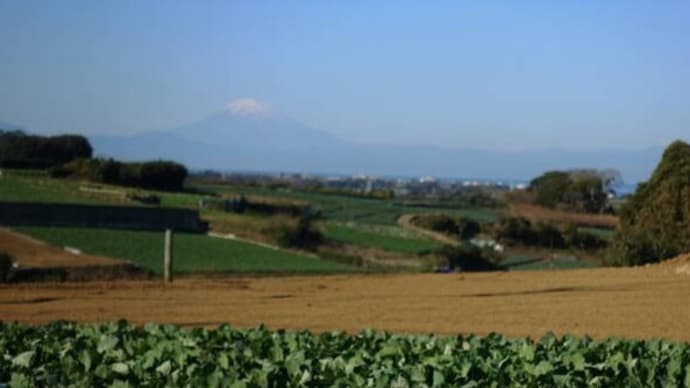 三崎には年末セールで混む前に