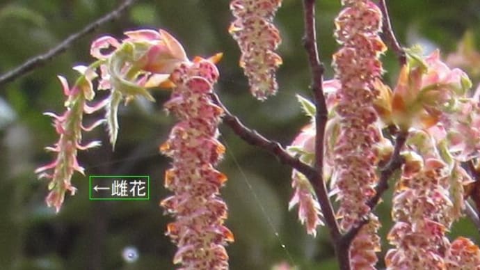 近所の散歩（3月下旬）