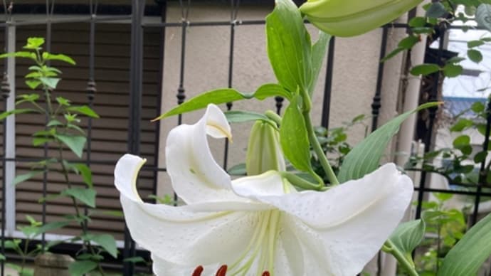 ユリ カサブランカ、宿根草の花たち、そして手作りリュックの完成♪