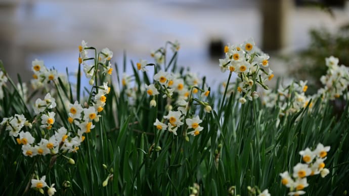 水生植物公園みずの森 冬の園内