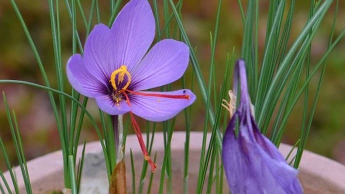 鉢植えの「サフラン」