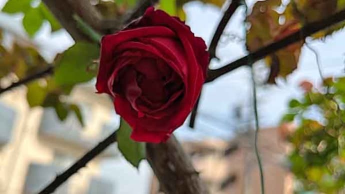 今シーズンの2番花も・・・・。