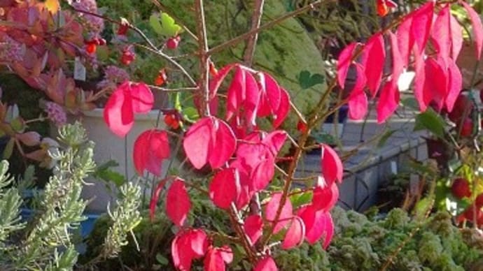 「ニシキギコンパクタ」の花と実 (1)春の花