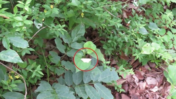 フタテンオエダシャク(県森林研究所樹木園/立山町吉峰)